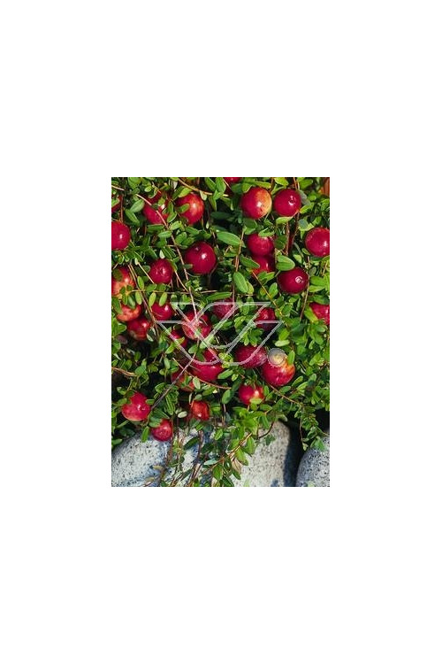 Żurawina wielkoowocowa Vaccinium macrocarpon