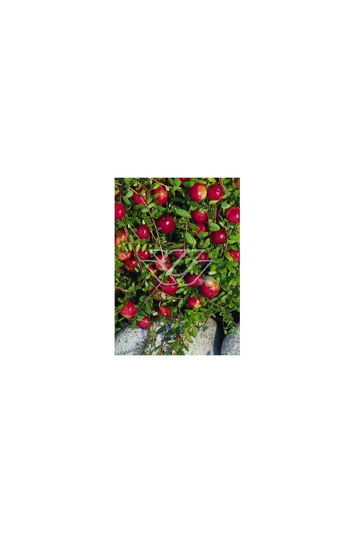 Żurawina wielkoowocowa Vaccinium macrocarpon