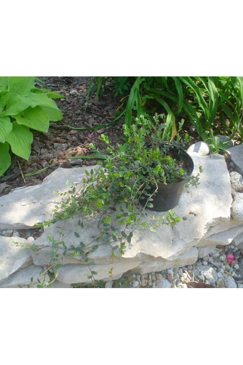 Żurawina wielkoowocowa Vaccinium macrocarpon