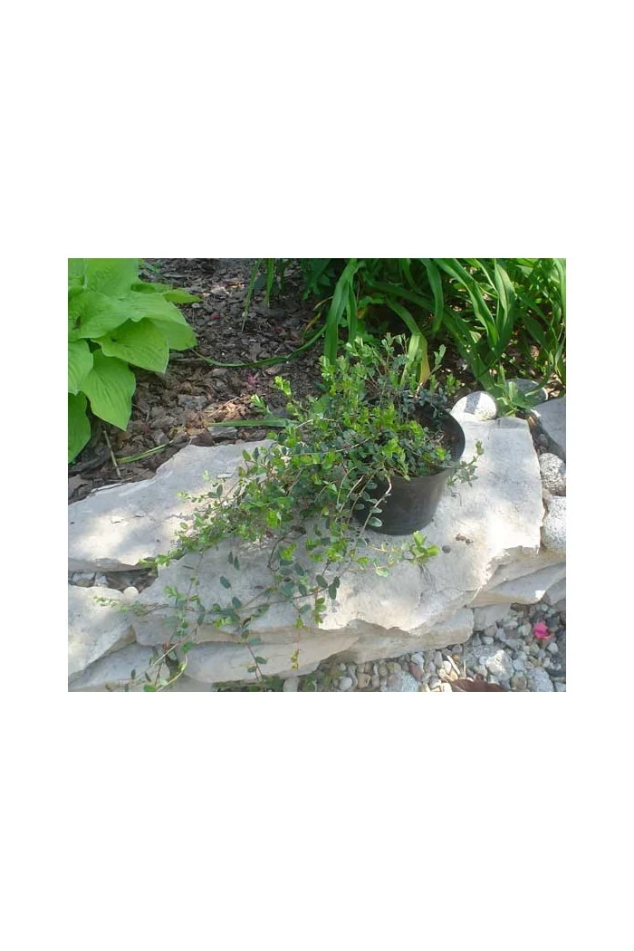 Żurawina wielkoowocowa Vaccinium macrocarpon