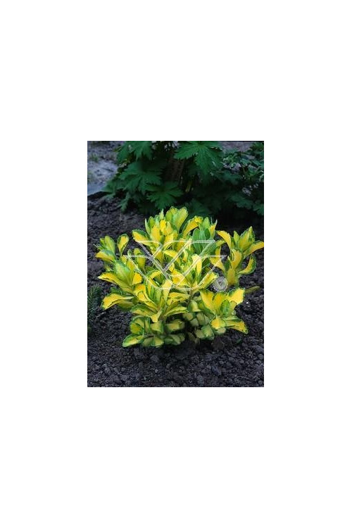 Rozchodnik alboroseum 'Mediovariegatum' Sedum alboroseum