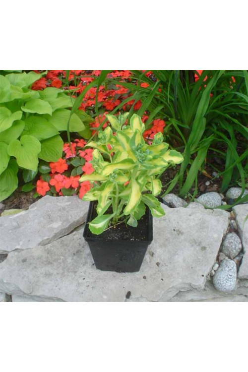 Rozchodnik alboroseum 'Mediovariegatum' Sedum alboroseum