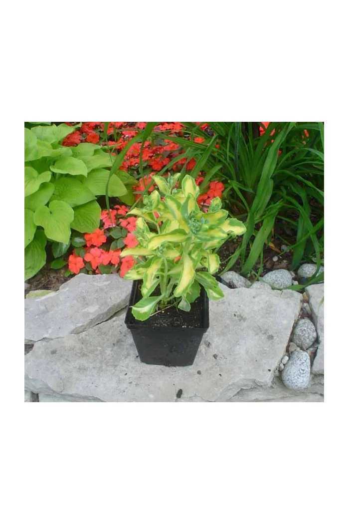 Rozchodnik alboroseum 'Mediovariegatum' Sedum alboroseum