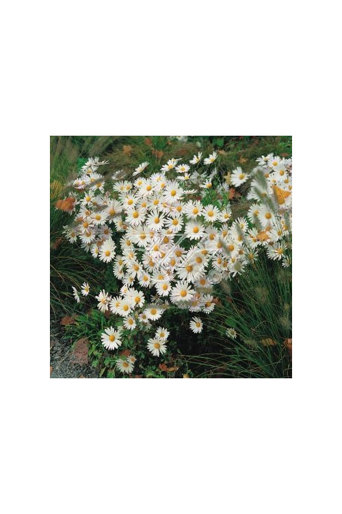 Złocień arktyczny | Arctanthemum arcticum