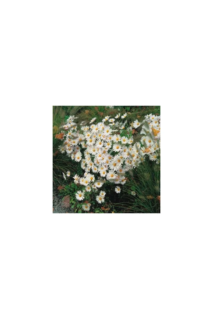 Złocień arktyczny | Arctanthemum arcticum