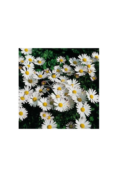 Złocień arktyczny | Arctanthemum arcticum