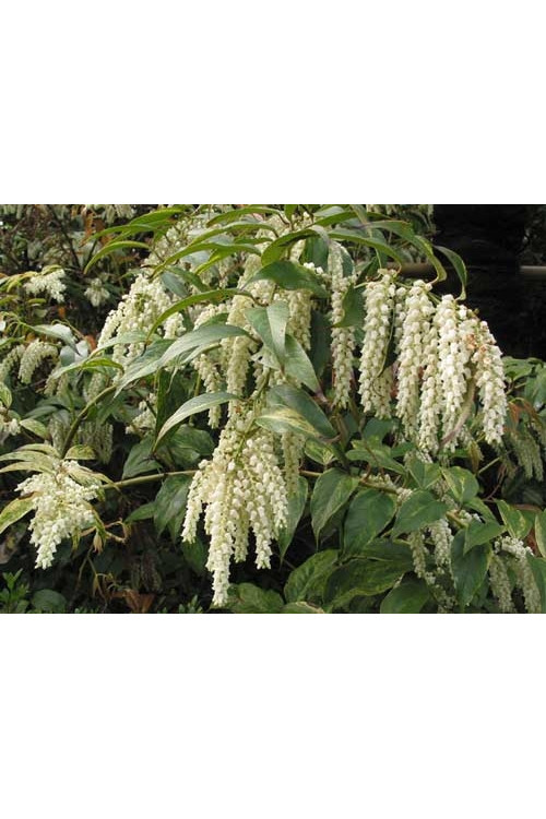 Kiścień 'Rainbow' | Leucothoe