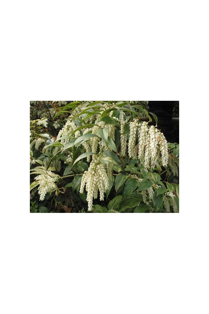 Kiścień 'Rainbow' | Leucothoe