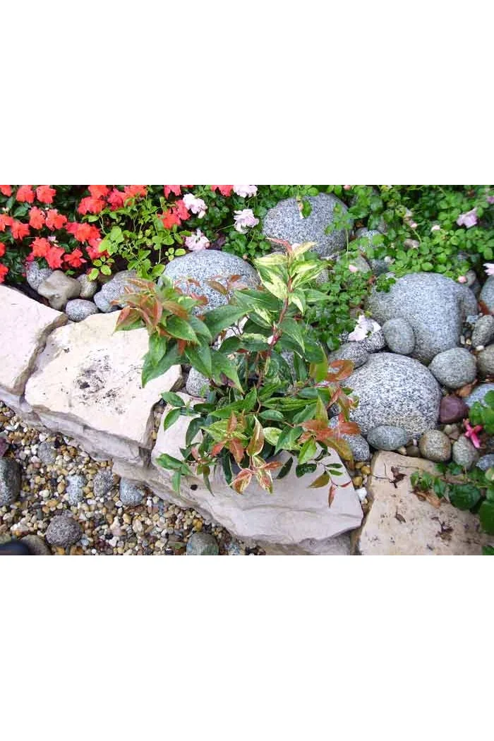 Kiścień 'Rainbow' | Leucothoe