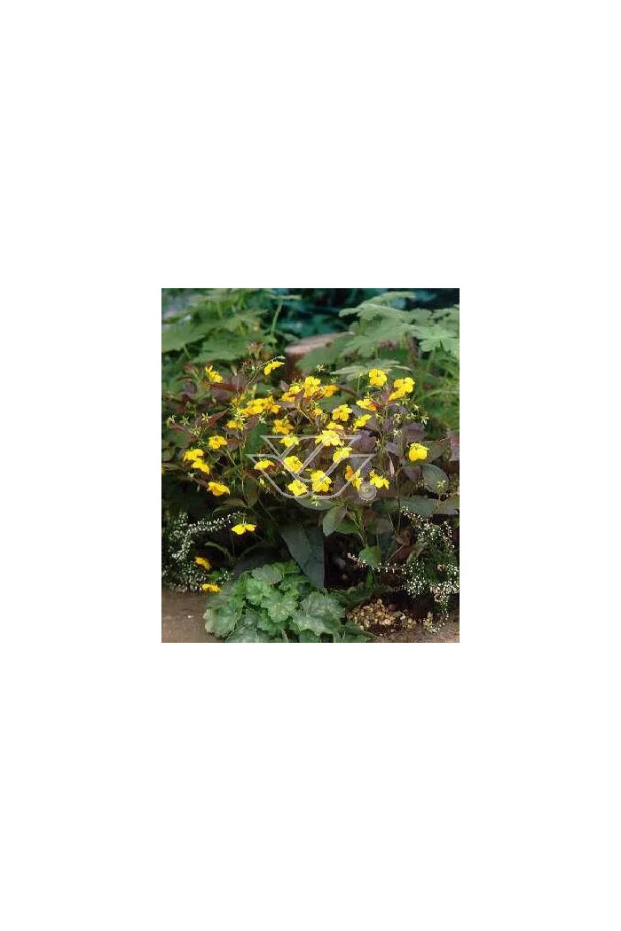 tojeść, tojeść Fire Cracker, Lysimachia