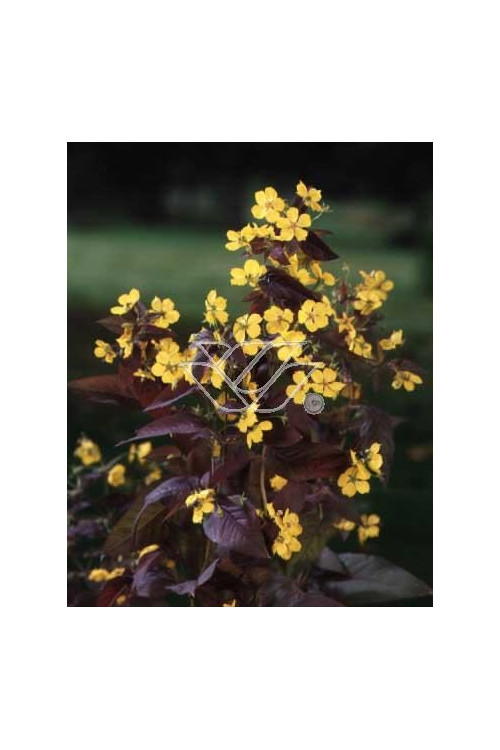 tojeść, tojeść Fire Cracker, Lysimachia