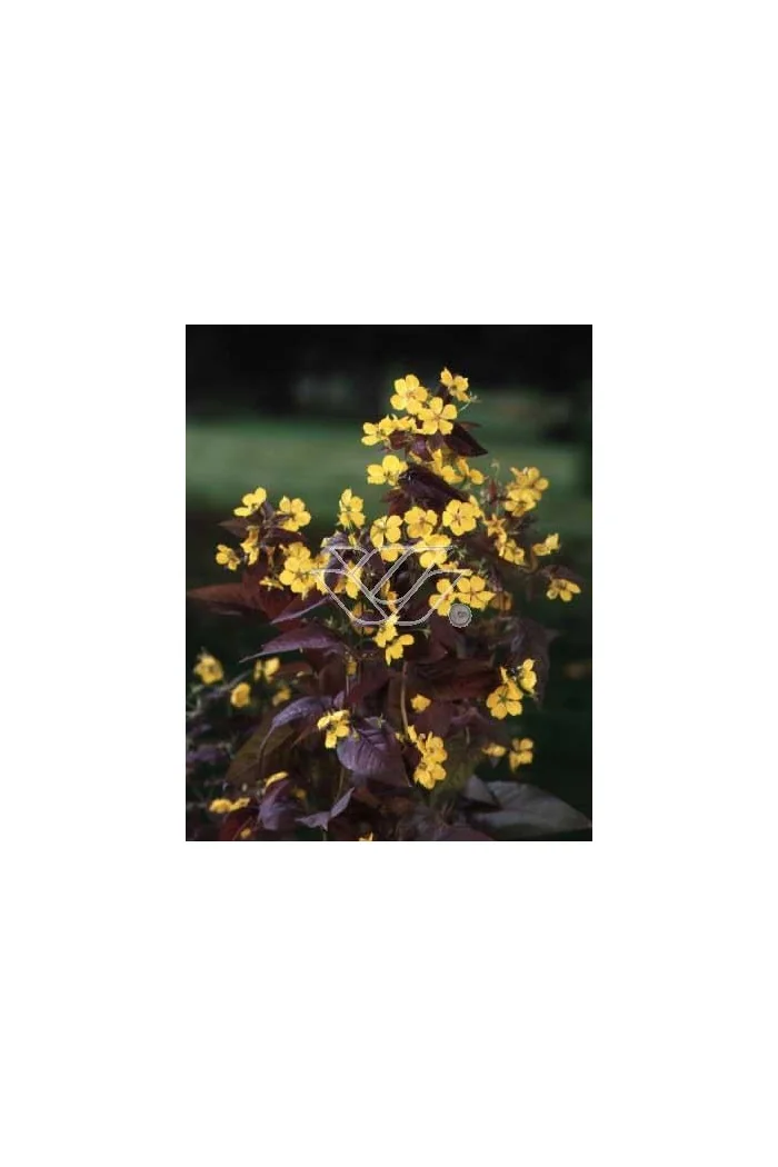 tojeść, tojeść Fire Cracker, Lysimachia