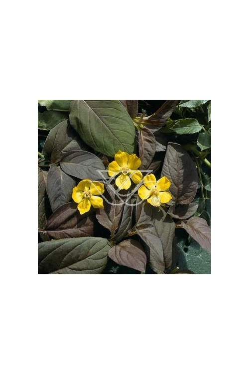 tojeść, tojeść Fire Cracker, Lysimachia