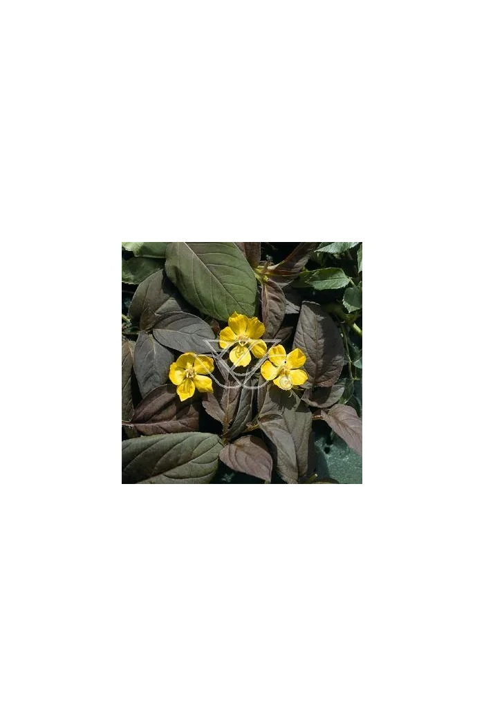 tojeść, tojeść Fire Cracker, Lysimachia