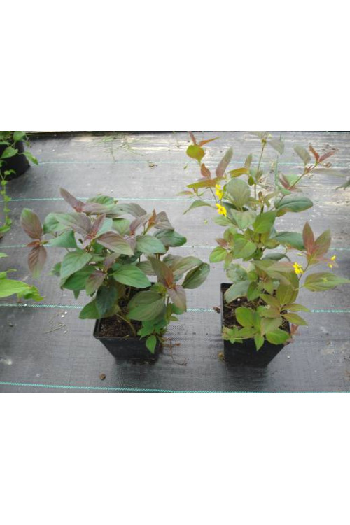 tojeść, tojeść Fire Cracker, Lysimachia