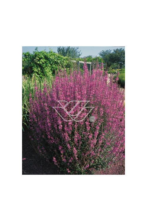 Krwawnica pospolita | Lythrum salicaria