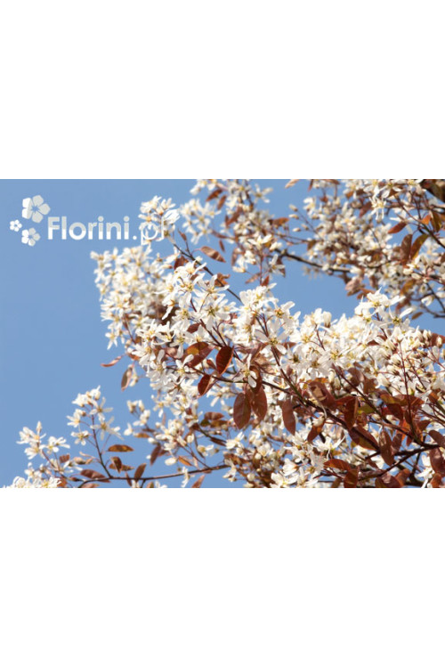 Świdośliwa kanadyjska | Amelanchier lamarckii