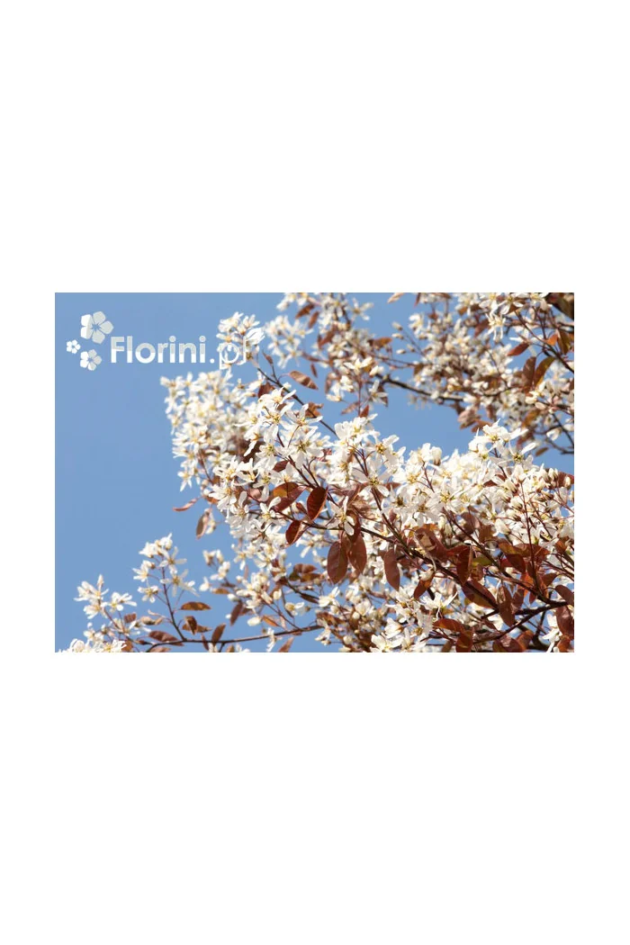 Świdośliwa kanadyjska | Amelanchier lamarckii