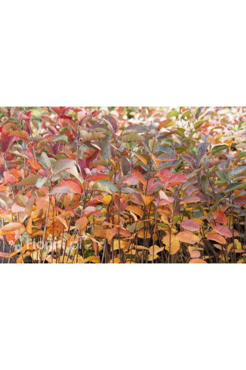 Świdośliwa kanadyjska | Amelanchier lamarckii