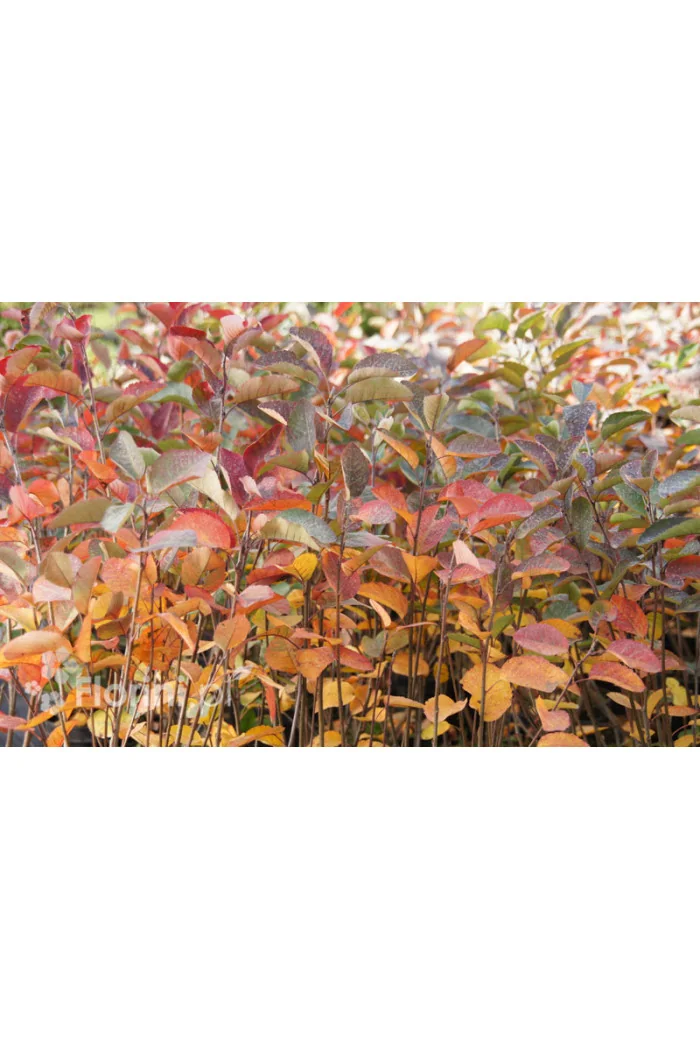 Świdośliwa kanadyjska | Amelanchier lamarckii