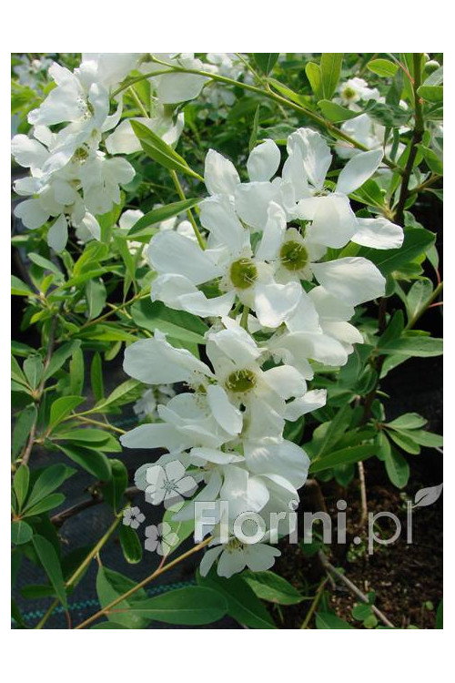 Obiela mieszańcowa 'The Bride' Exochorda macrantha
