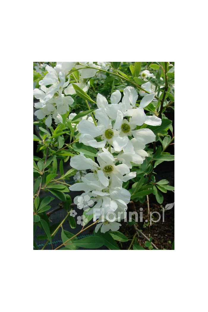 Obiela mieszańcowa 'The Bride' Exochorda macrantha