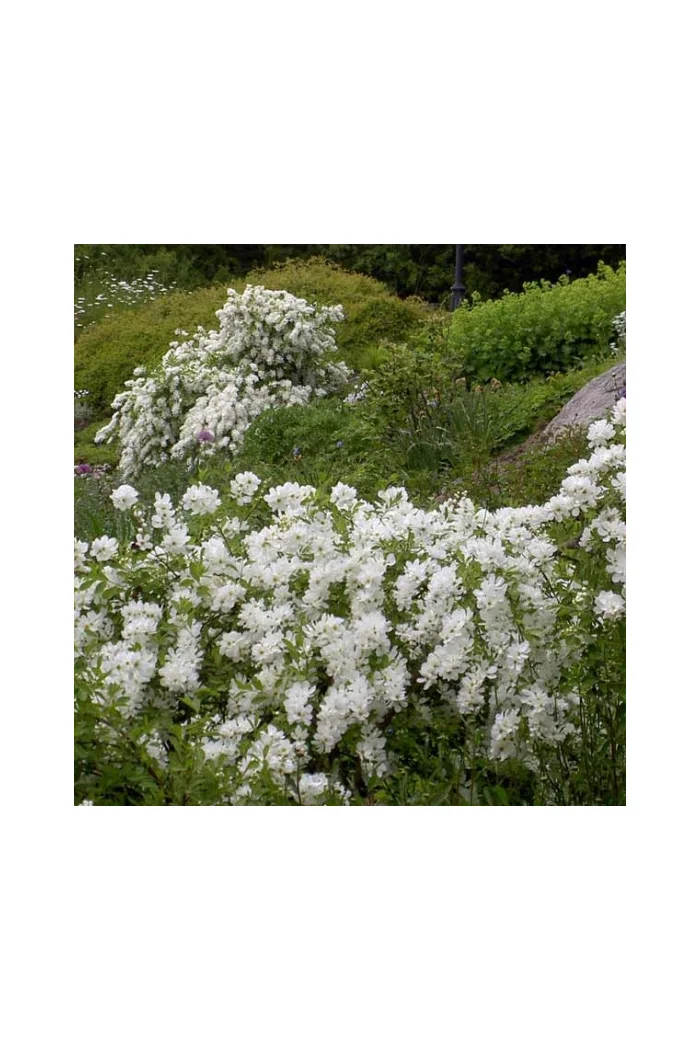 Obiela mieszańcowa 'The Bride' Exochorda macrantha