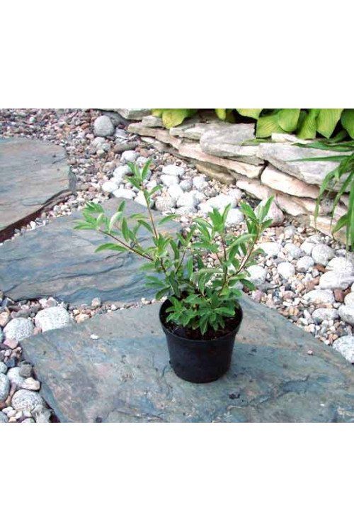 Obiela mieszańcowa 'The Bride' Exochorda macrantha