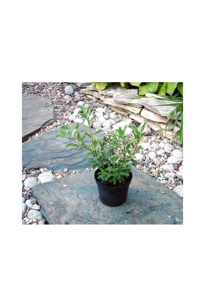 Obiela mieszańcowa 'The Bride' Exochorda macrantha