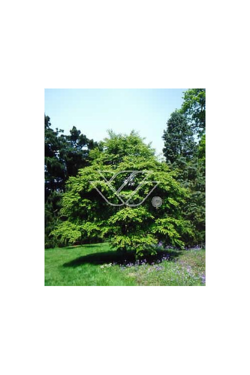 Grujecznik japoński Cercidiphyllum japonicum