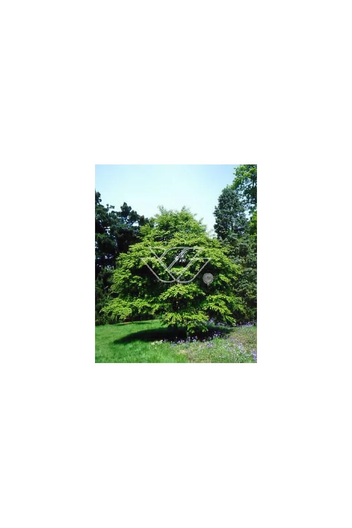 Grujecznik japoński Cercidiphyllum japonicum