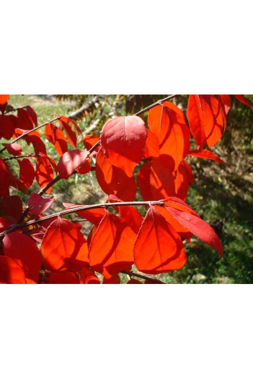 Grujecznik japoński Cercidiphyllum japonicum
