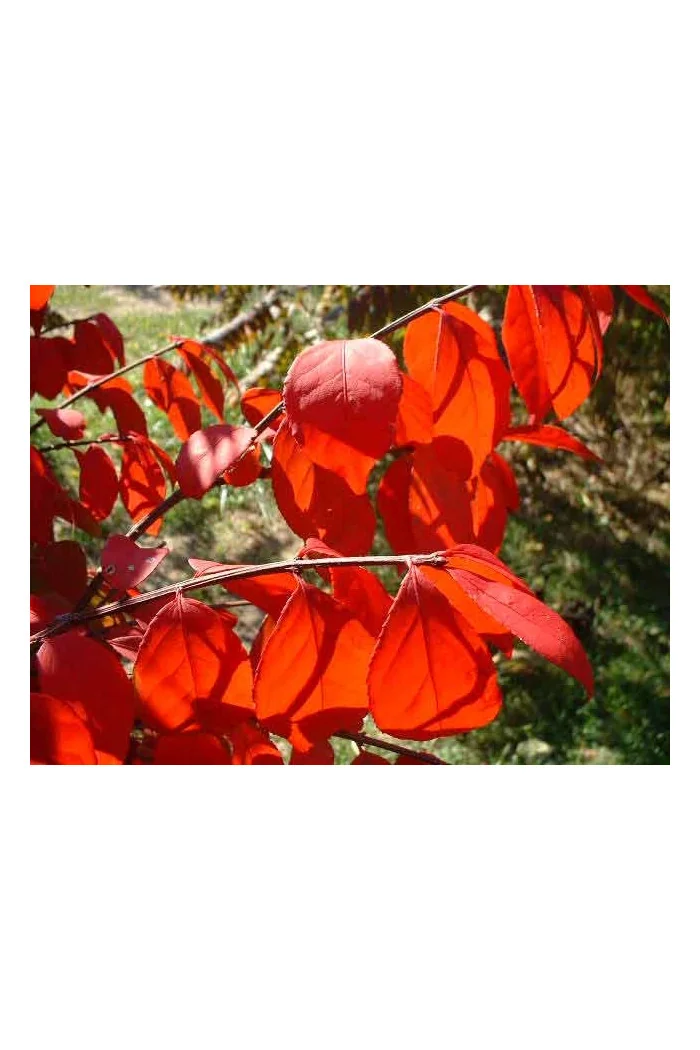Grujecznik japoński Cercidiphyllum japonicum