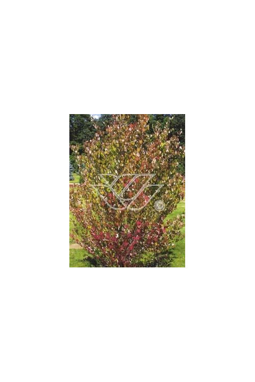 Grujecznik japoński Cercidiphyllum japonicum