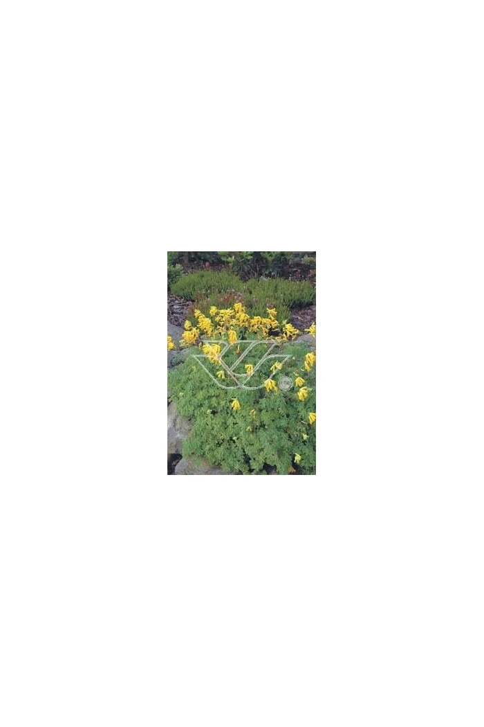 Kokorycz złocista Corydalis lutea