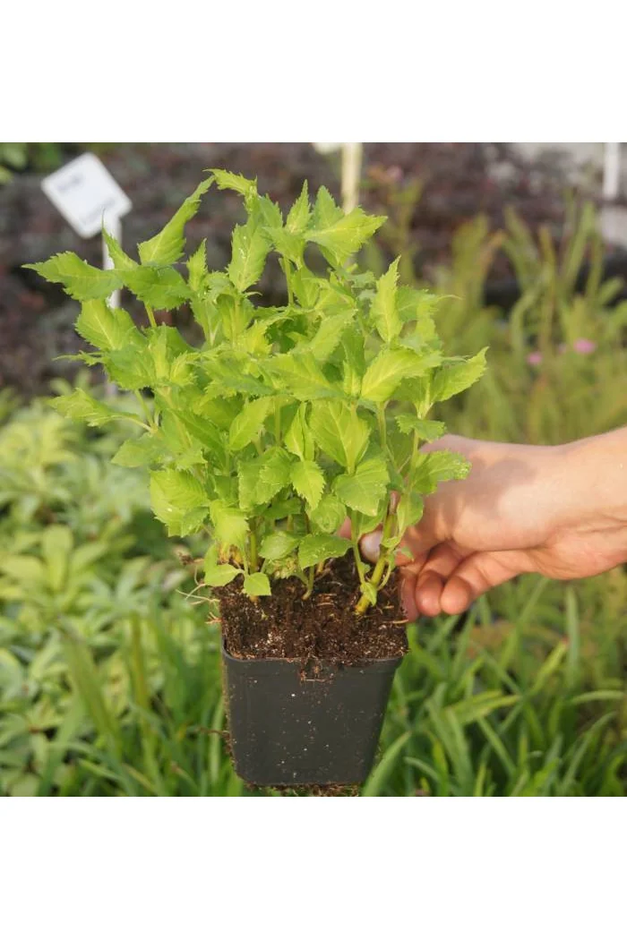 Żółwik | Chelone obliqua