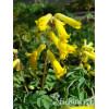 Kokorycz złocista Corydalis lutea