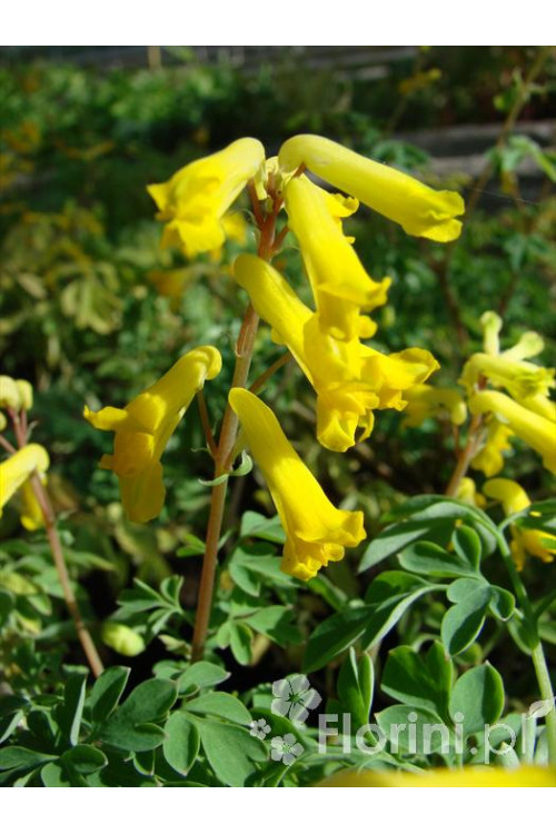 Kokorycz złocista Corydalis lutea