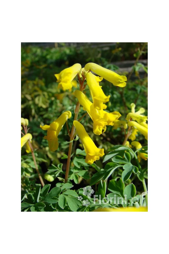 Kokorycz złocista Corydalis lutea