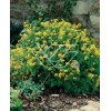 Kokorycz złocista Corydalis lutea