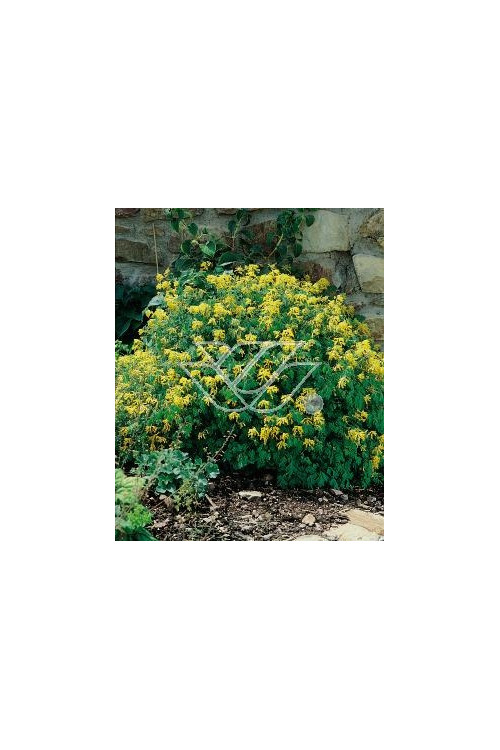 Kokorycz złocista Corydalis lutea