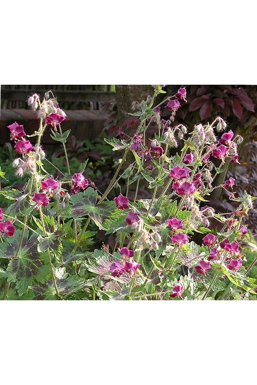 Bodziszek żałobny 'Samobor' | Geranium phaeum