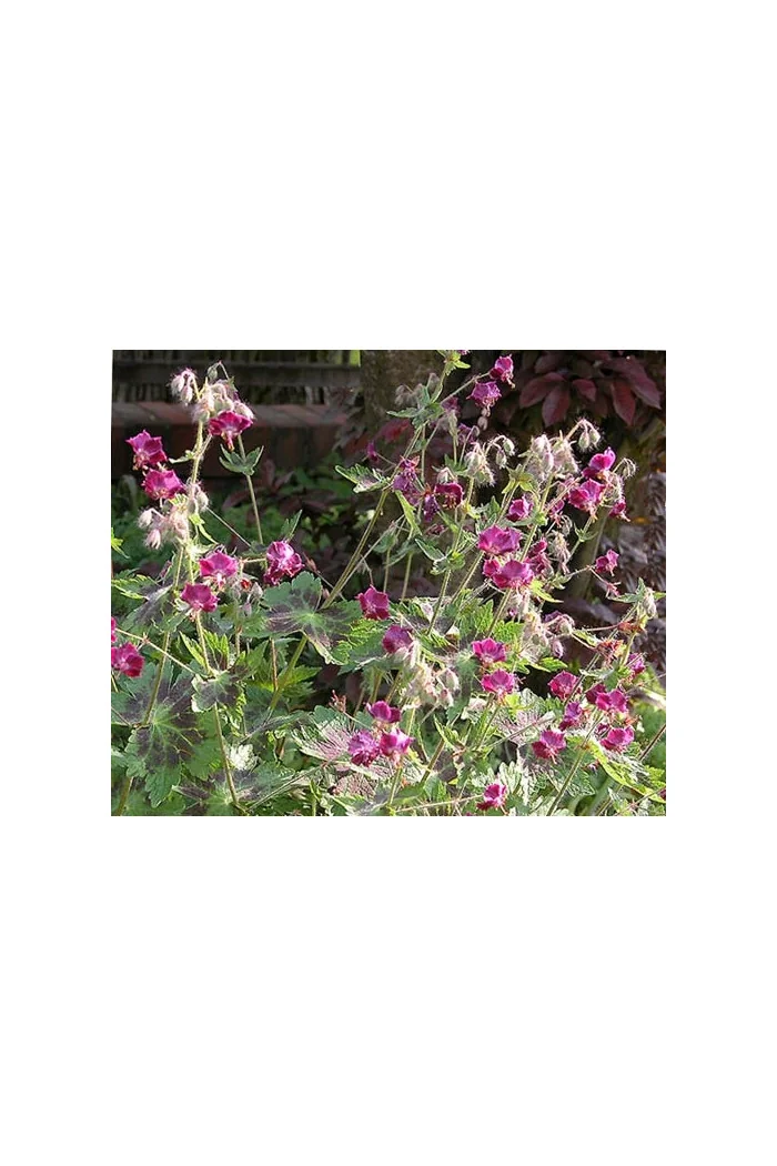 Bodziszek żałobny 'Samobor' | Geranium phaeum