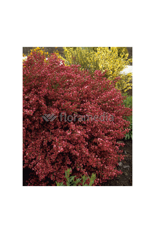 Żarnowiec 'Booskop Ruby' Cytisus