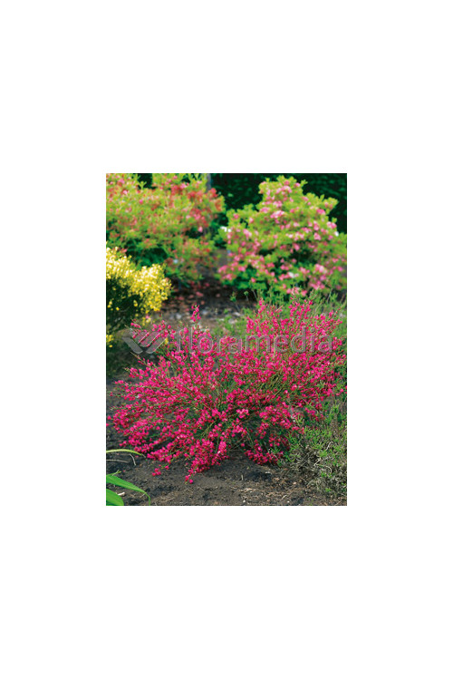 Żarnowiec 'Booskop Ruby' Cytisus