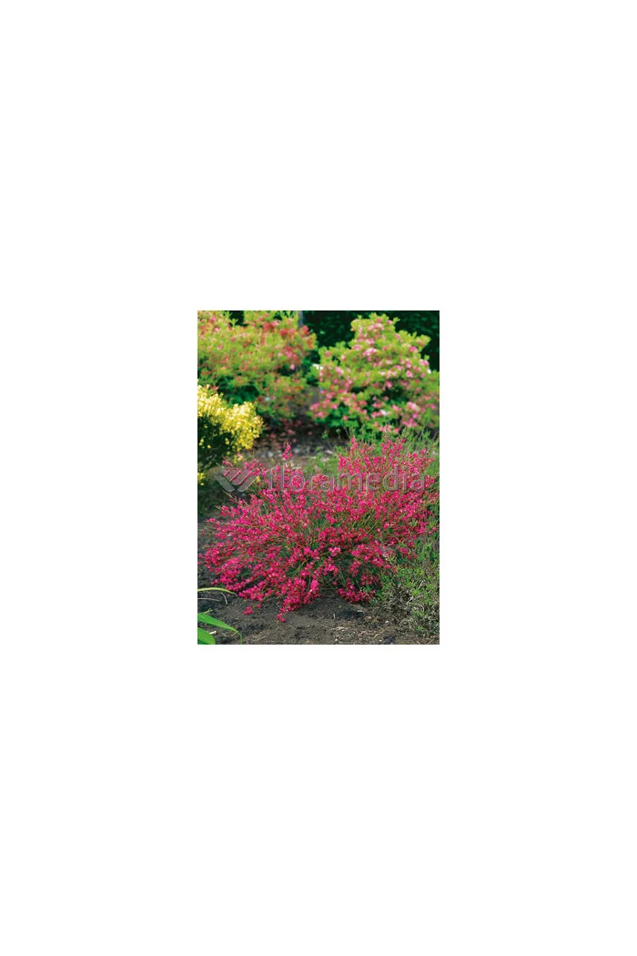 Żarnowiec 'Booskop Ruby' Cytisus