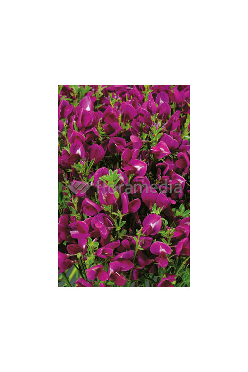 Żarnowiec 'Booskop Ruby' Cytisus