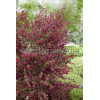 Żarnowiec 'Booskop Ruby' Cytisus