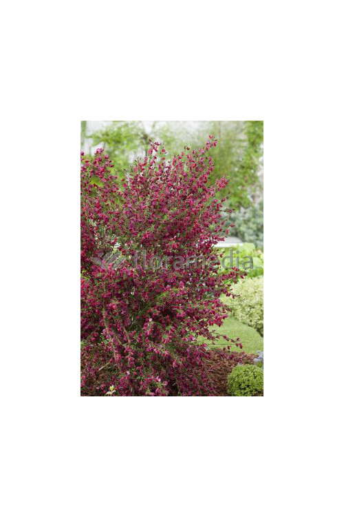 Żarnowiec 'Booskop Ruby' Cytisus