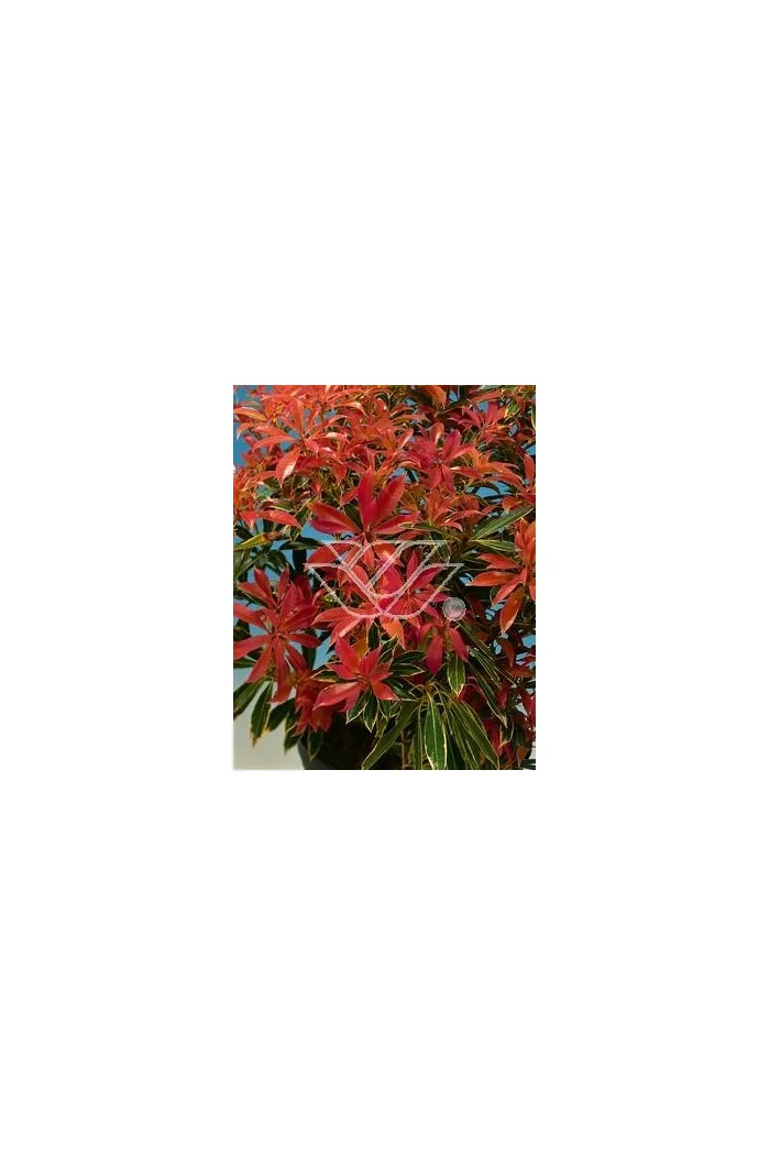 Pieris japoński 'Little Heath Green' Pieris japonica